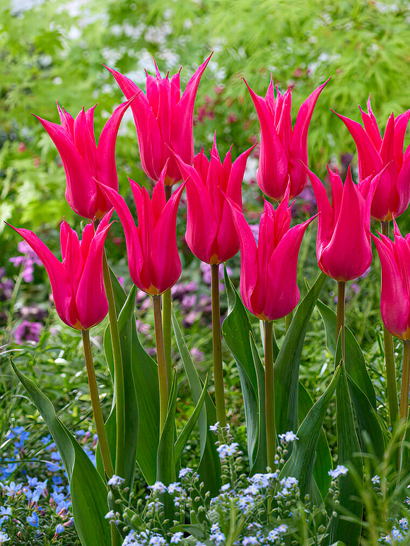 Tulip Bulbs Oriental Pearl