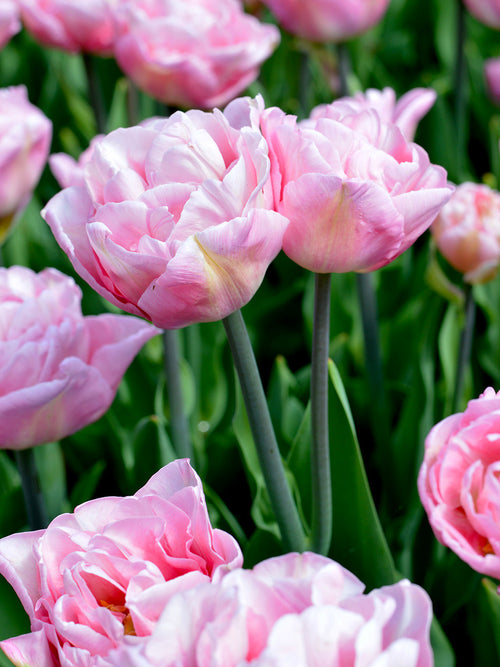 Peony Tulip Bulbs Perfect Wedding Pink UK Delivery