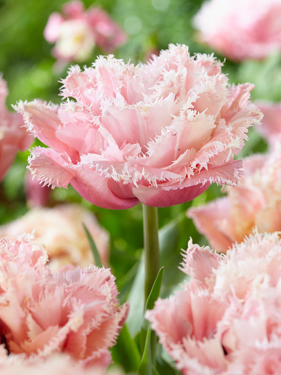 Pink Magic peony style tulip