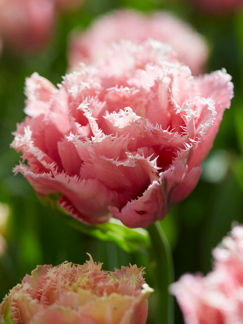 Tulip Pink Magic double fringed bloom