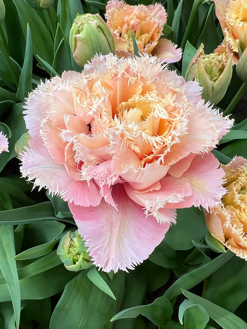 Double tulip Pink Magic in spring garden