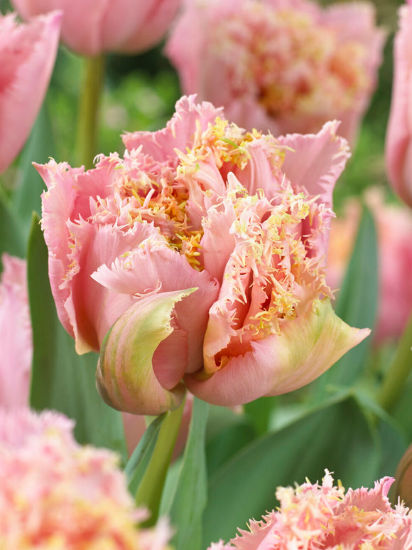 Pink Magic peony style tulip