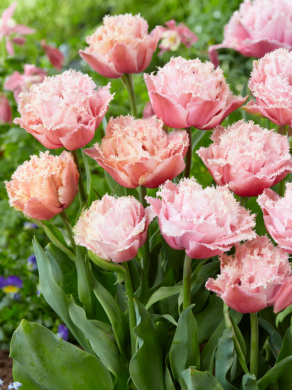Double tulip Pink Magic in spring garden