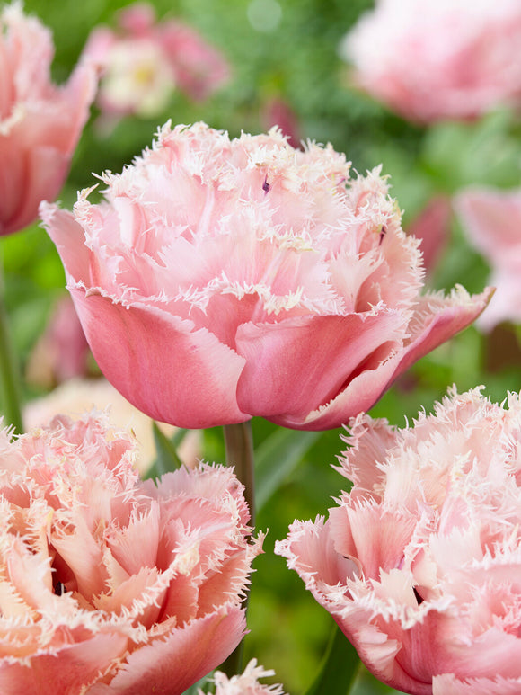Fringed pink tulip close up