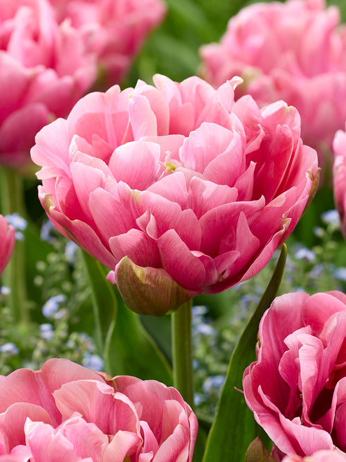 Tulip Precious Pink