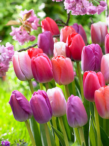 Tulip Pride and Joy Collection