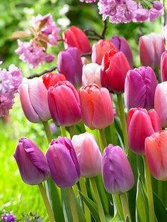 Tulip Pride and Joy Collection