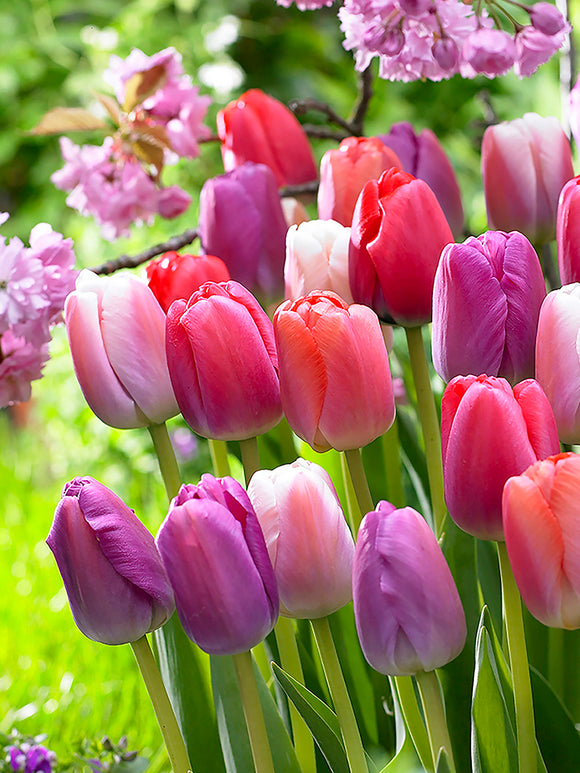 Tulip Pride and Joy Collection in spring garden