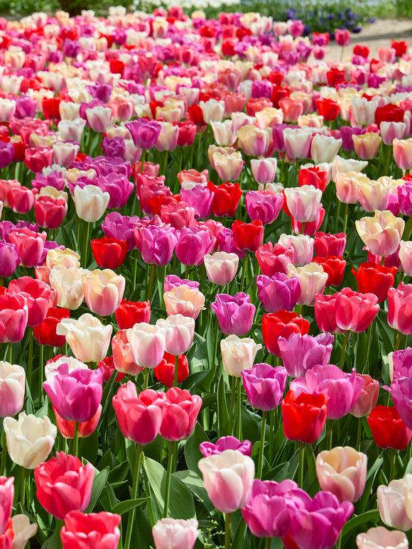 Pride and Joy tulips blooming in border