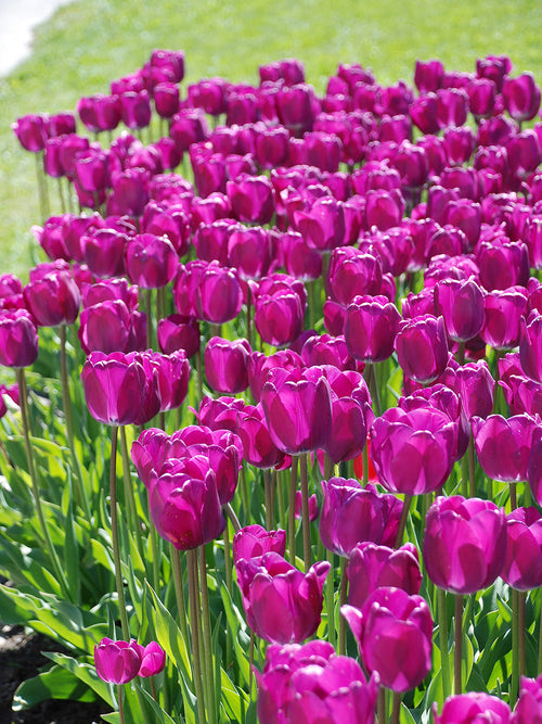 Tulip Bulbs Purple Prince
