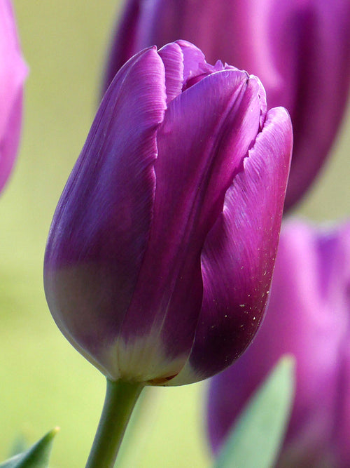 Tulip Bulbs Purple Prince