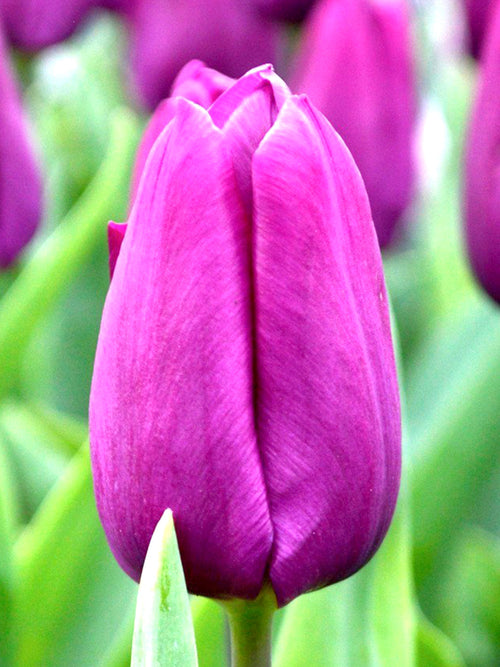 Tulip Bulbs Purple Prince