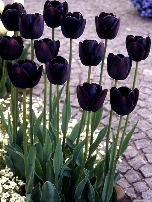Buy Tulip Bulbs Queen of Night