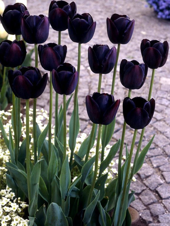 Buy Tulip Bulbs Queen of Night