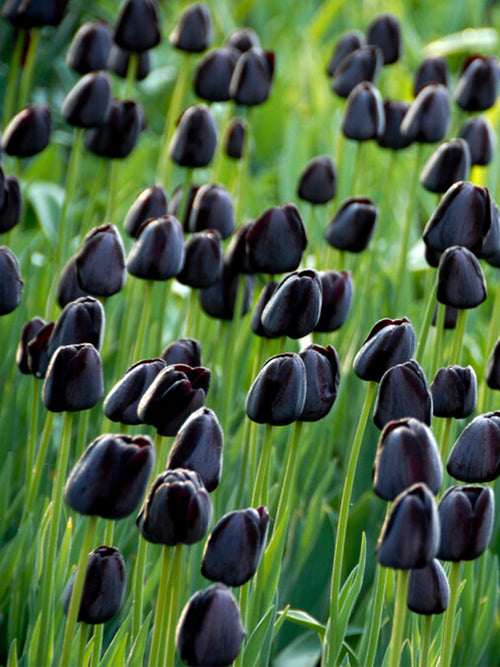 Tulip Queen of Night - The Black Tulip