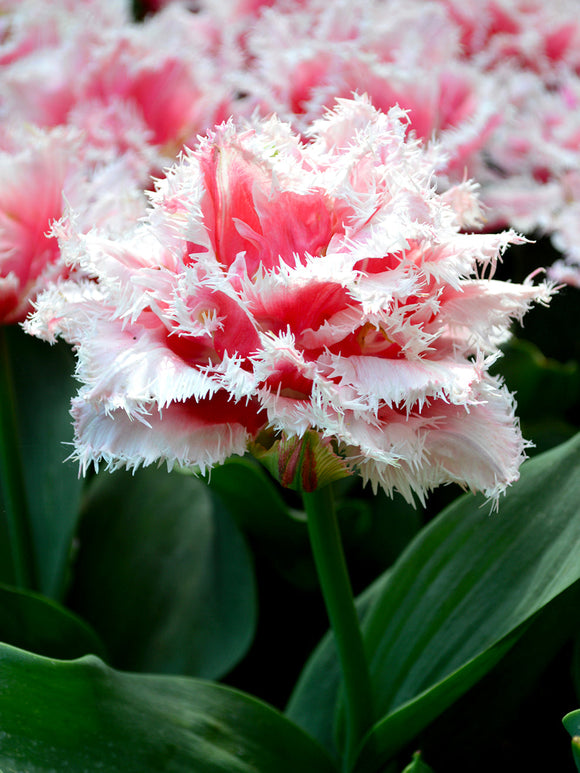 tulip queensland bulbs UK Delivery