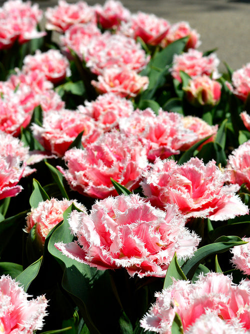 Tulip queensland bulbs UK shipping
