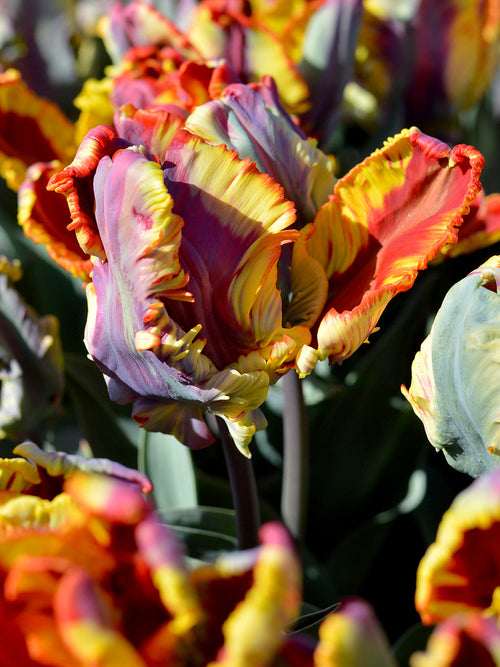 Tulip Bulbs Rainbow Parrot