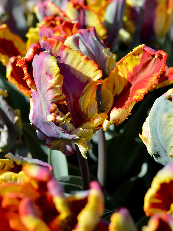 Tulip Bulbs Rainbow Parrot