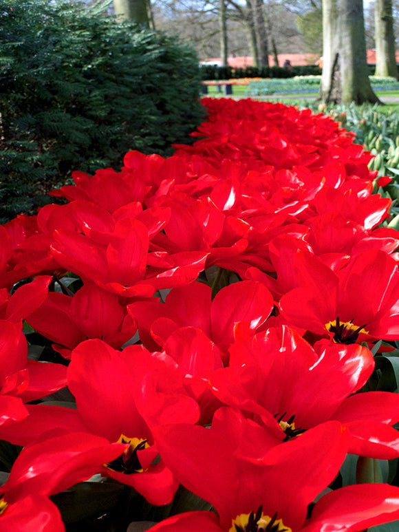 Tulip Bulbs Red Emperor from Holland