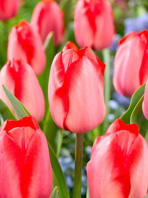 Tulip Bulbs Red Tiger