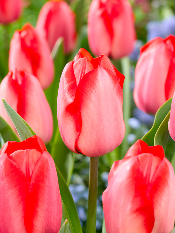 Tulip Bulbs Red Tiger