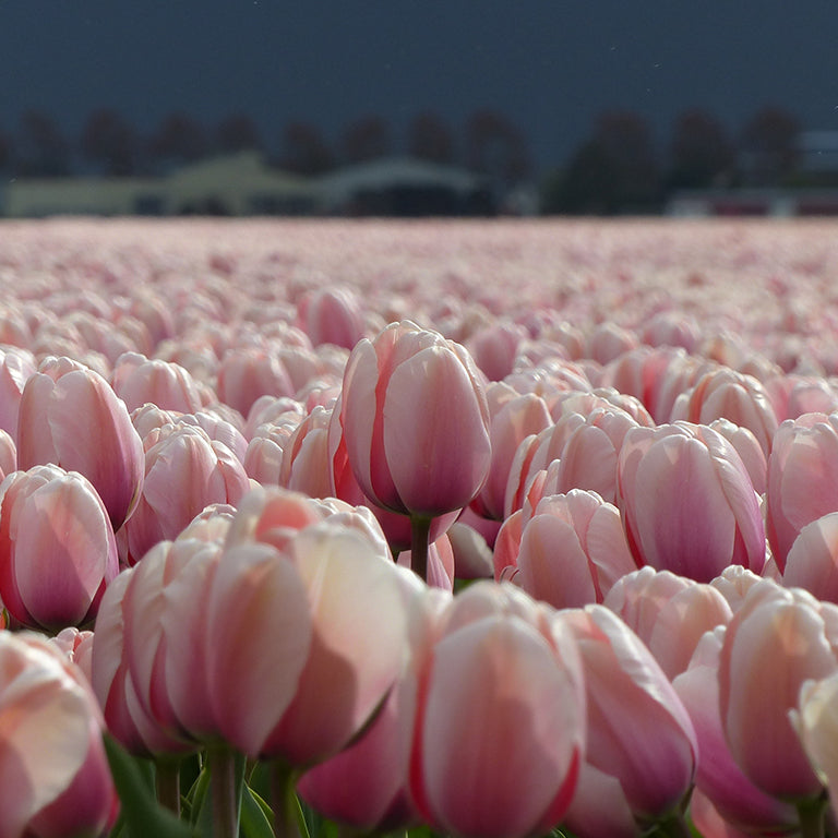 Tradition from 1882Four Generations of PureDutch Flower Bulb Quality