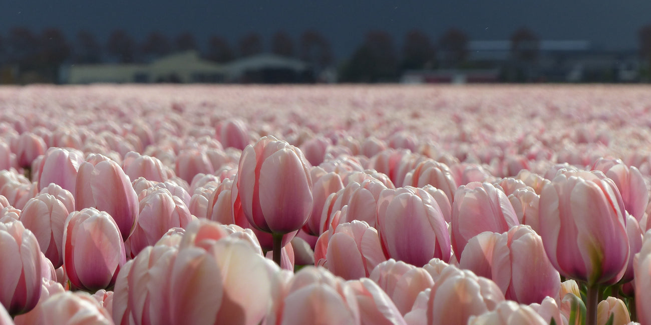 Tradition from 1882Four Generations of PureDutch Flower Bulb Quality