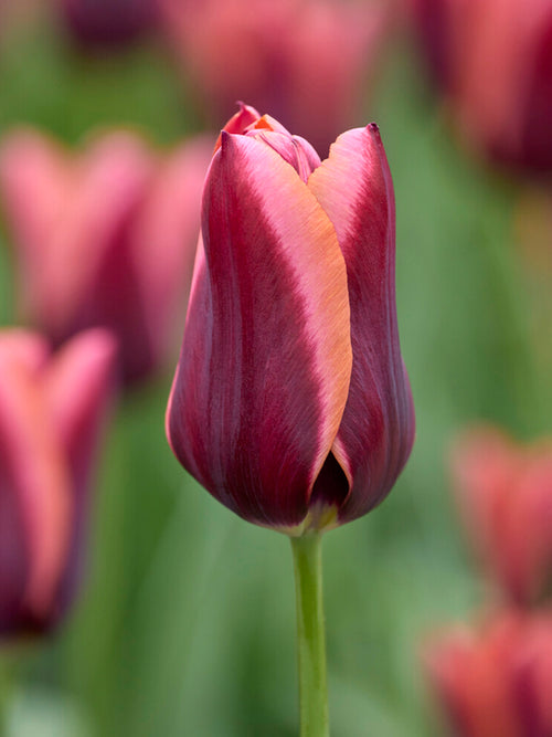 Tulip ‘Slawa’ colour detail close-up