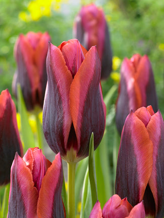 Tulip ‘Slawa’ in garden border