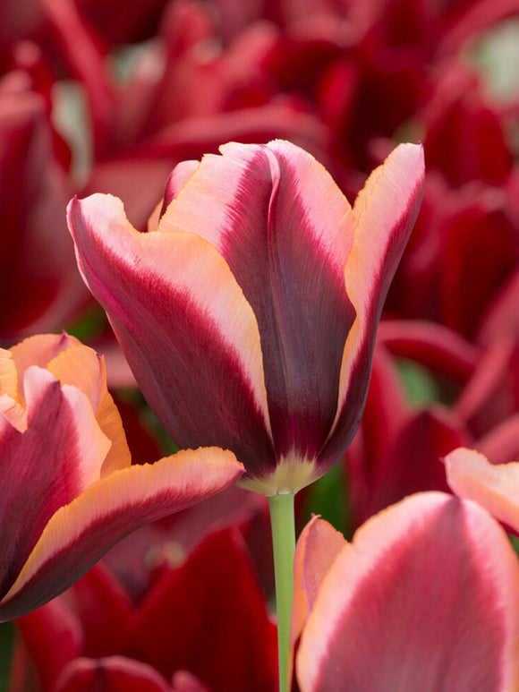 Close-up of Tulip ‘Slawa’ petals