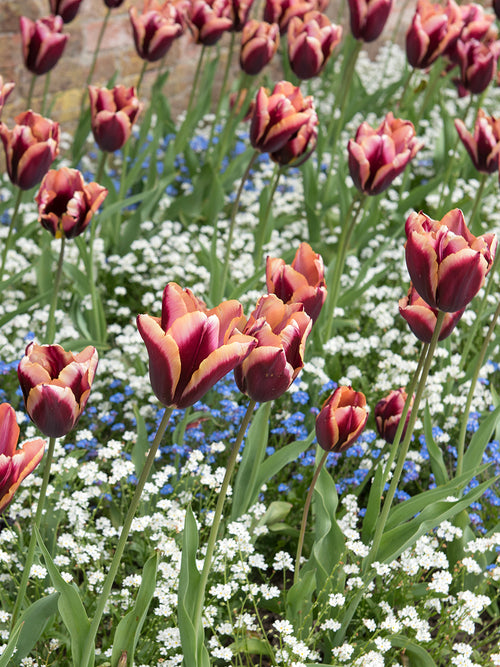Upright Tulip ‘Slawa’ on strong stems