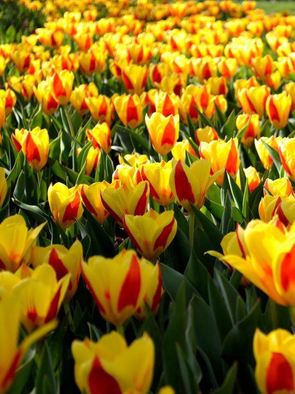 Tulip Bulbs - Stresa - UK delivery