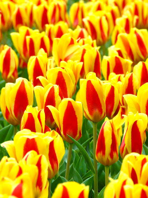 Tulip Stresa - Tulip Bulbs from Holland