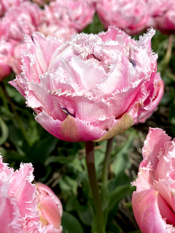 Tulip 'Sugar Crystal' - Pink Double Peony Fringed Tulip Bulbs