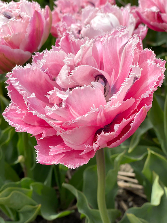 Tulip 'Sugar Crystal' - Pink Double Peony Fringed Tulip Bulbs