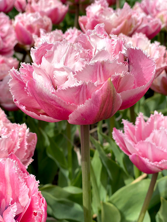 Tulip 'Sugar Crystal' - Pink Double Peony Fringed Tulip Bulbs