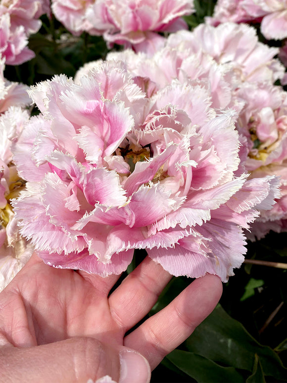Tulip 'Sugar Crystal' - Pink Double Peony Fringed Tulip Bulbs