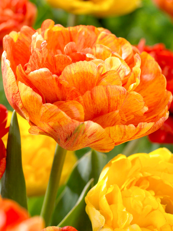 Tulip Flower Bulbs Sunlover