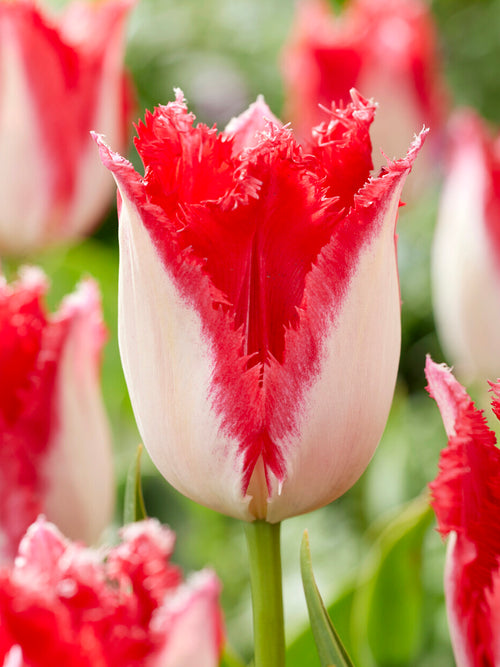 Tulip Sweet Paradise with white petals and red flames.