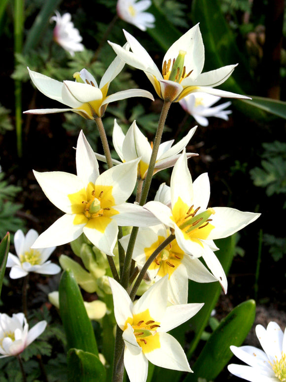 Tulip Bulbs Turkestanica