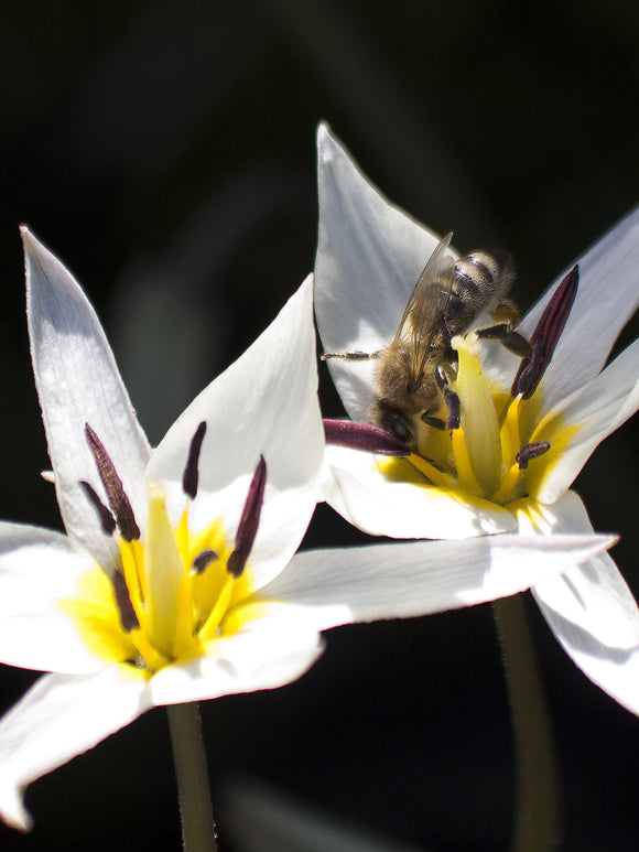 Multi flowering White Wild Tulip Bulbs Turkestanica
