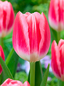 Tulip Vanessa