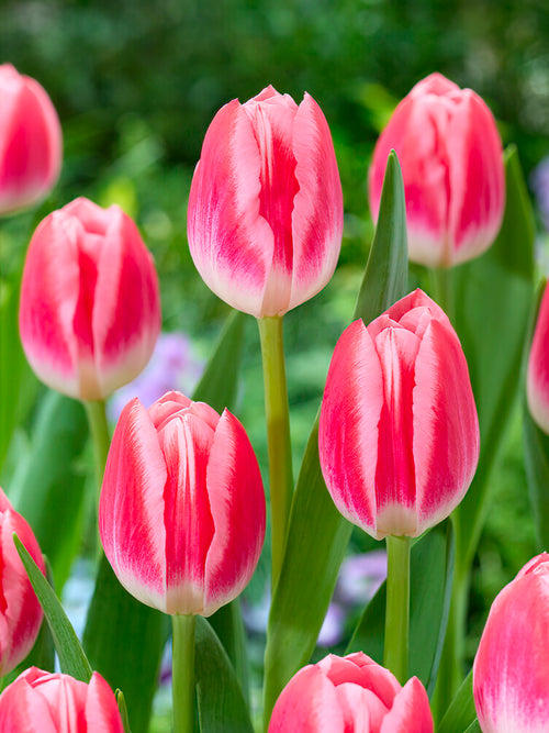 Tulip Bulbs Vanessa