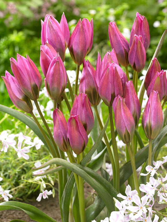 Tulip Violetta soft pink star‑shaped tulip