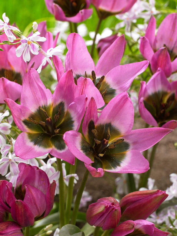Violetta tulip with purple centre and pink petals