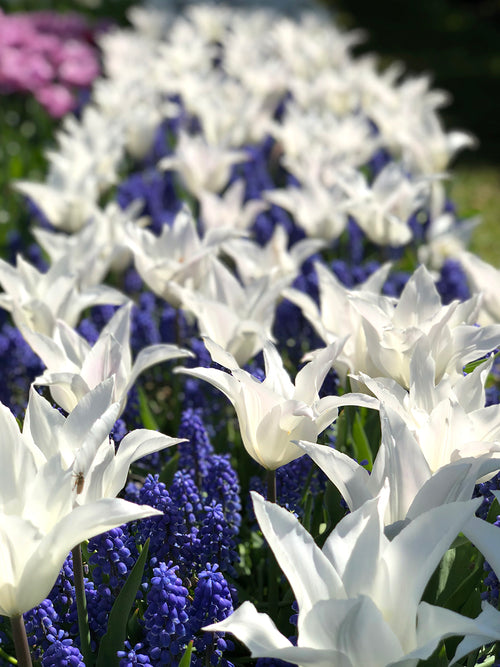 Buy Tulip Bulbs White Triumphator