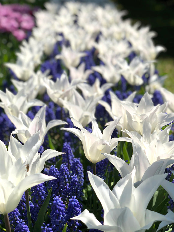 Buy Tulip Bulbs White Triumphator