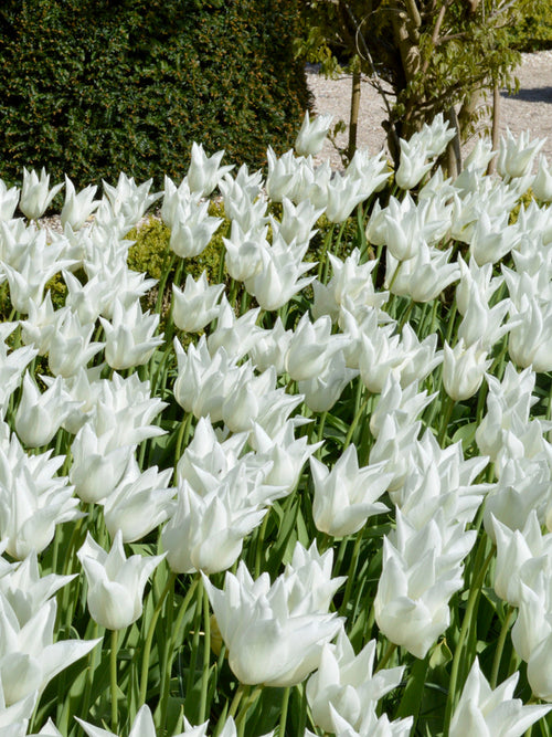 Tulip Bulbs - White Triumphator UK delivery