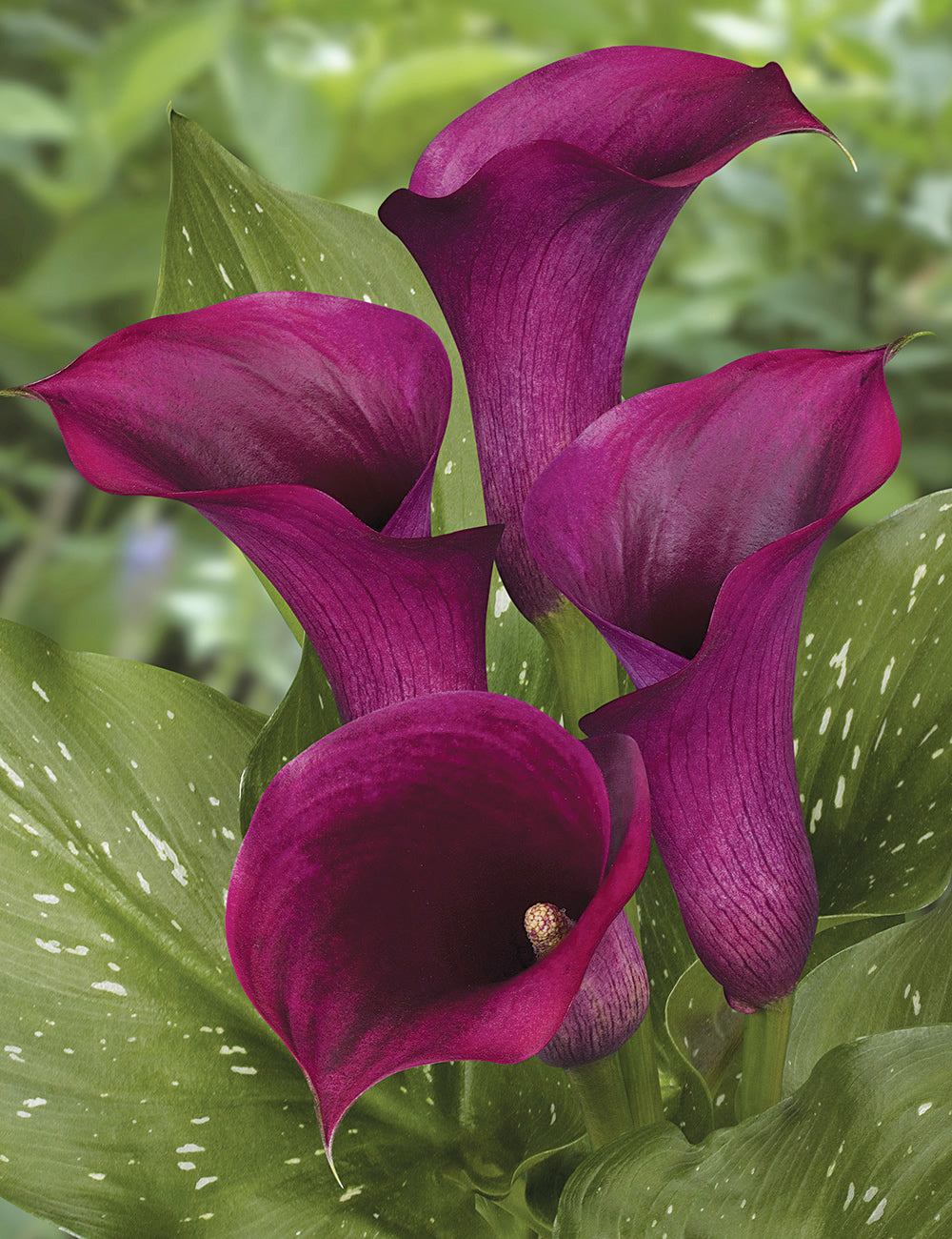 calla lily plants for sale uk Calla Lily Captain Promise
